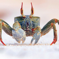 Das Ghost crab Wallpaper 208x208