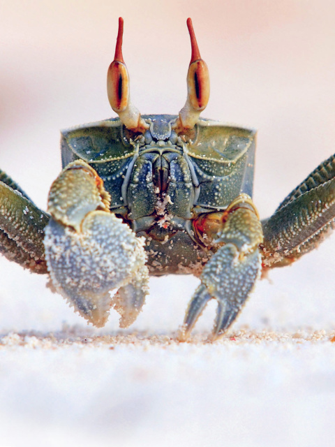 Ghost crab screenshot #1 480x640