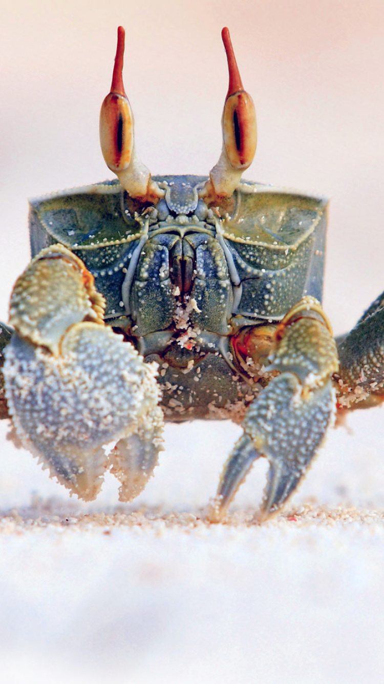 Sfondi Ghost crab 750x1334