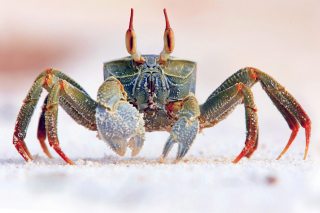 Ghost crab Wallpaper for Android, iPhone and iPad