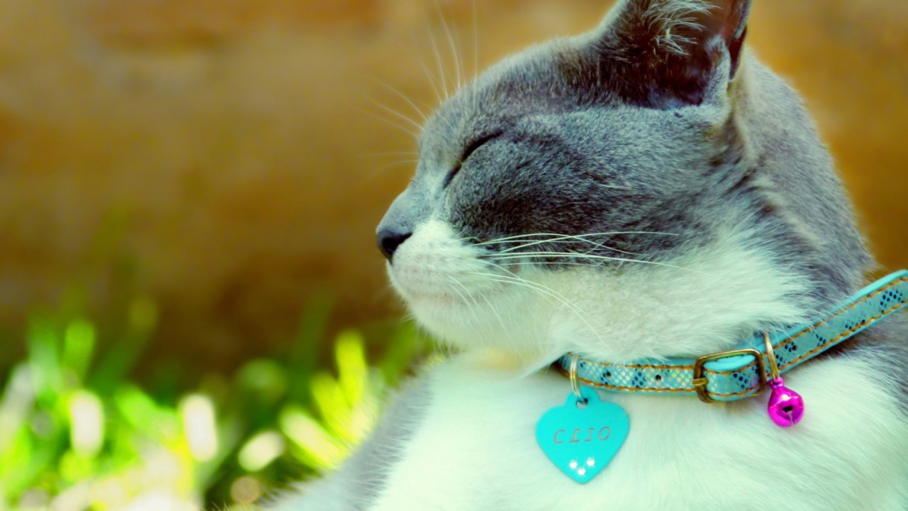 Sfondi Cat With Collar 1280x720