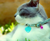 Screenshot №1 pro téma Cat With Collar 176x144