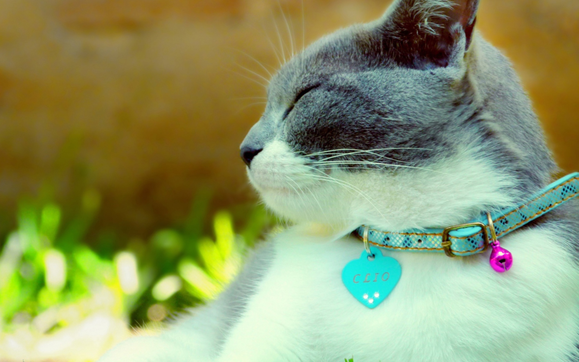 Screenshot №1 pro téma Cat With Collar 1920x1200