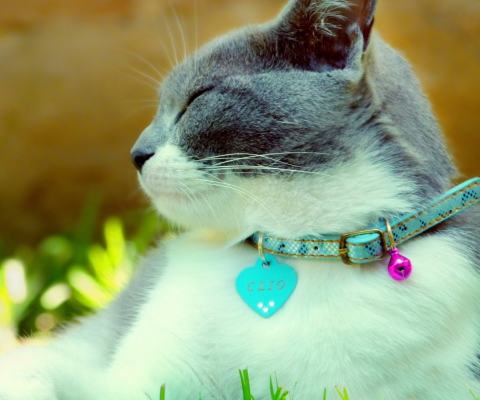 Fondo de pantalla Cat With Collar 480x400