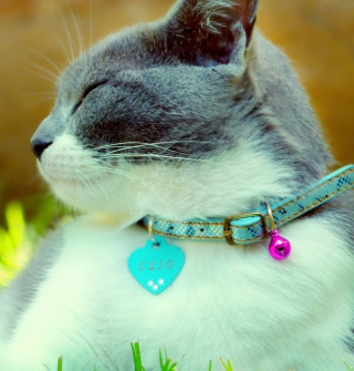 Cat With Collar - Obrázkek zdarma pro 128x128