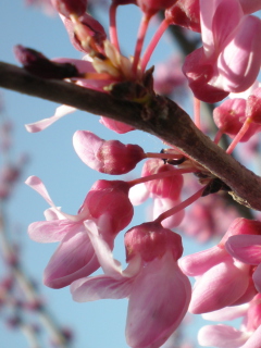 Sfondi Pink Flowers 240x320