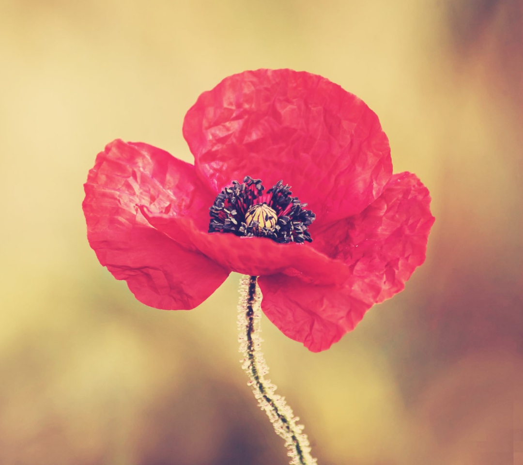 Screenshot №1 pro téma Red Poppy Flower 1080x960