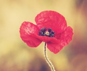 Screenshot №1 pro téma Red Poppy Flower 176x144