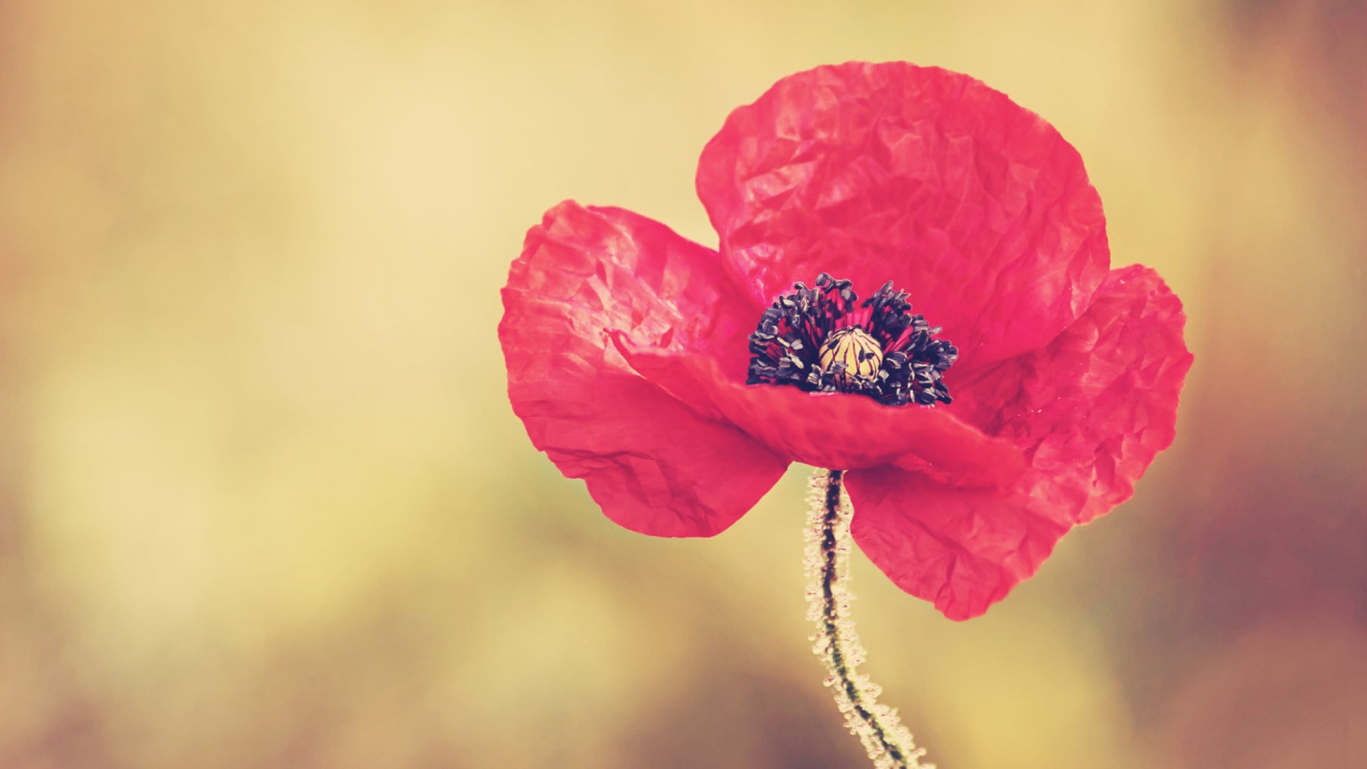 Screenshot №1 pro téma Red Poppy Flower 1920x1080