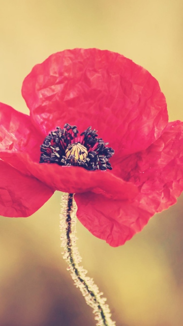 Red Poppy Flower wallpaper 360x640