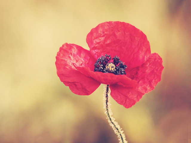 Screenshot №1 pro téma Red Poppy Flower 640x480