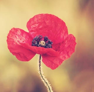 Red Poppy Flower sfondi gratuiti per 208x208