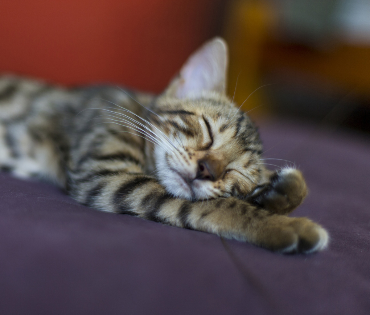 Обои Sleeping Grey Baby Cat 1200x1024
