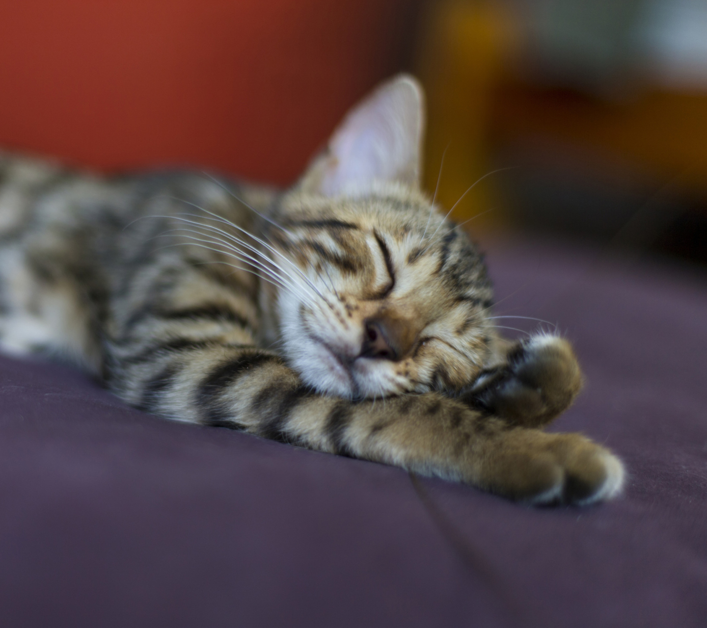 Fondo de pantalla Sleeping Grey Baby Cat 1440x1280