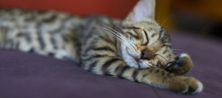 Das Sleeping Grey Baby Cat Wallpaper 720x320