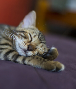 Sleeping Grey Baby Cat - Obrázkek zdarma pro 240x320