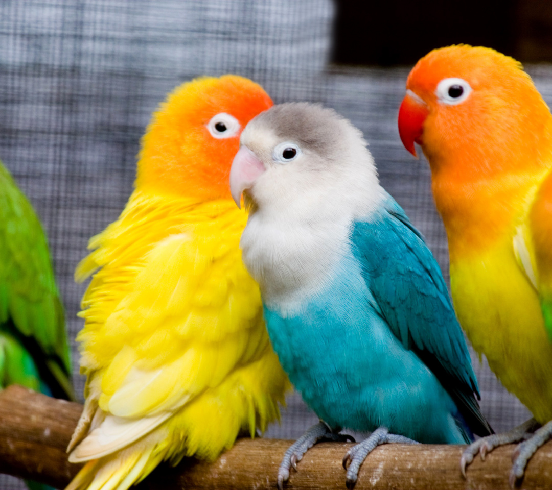 Das Colorful Parrots Wallpaper 1080x960