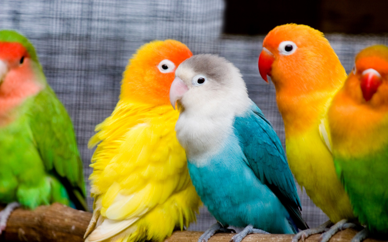 Fondo de pantalla Colorful Parrots 1280x800