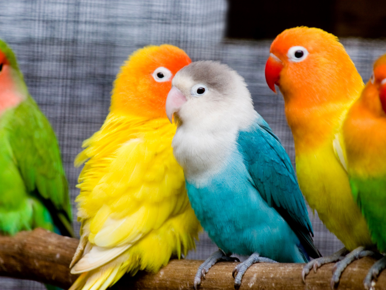 Das Colorful Parrots Wallpaper 1280x960