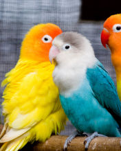 Fondo de pantalla Colorful Parrots 176x220