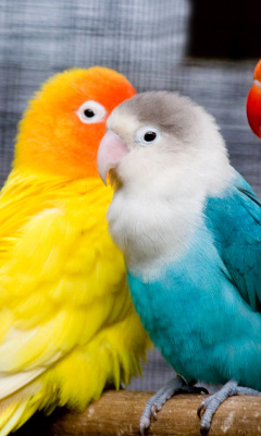 Colorful Parrots screenshot #1 240x400