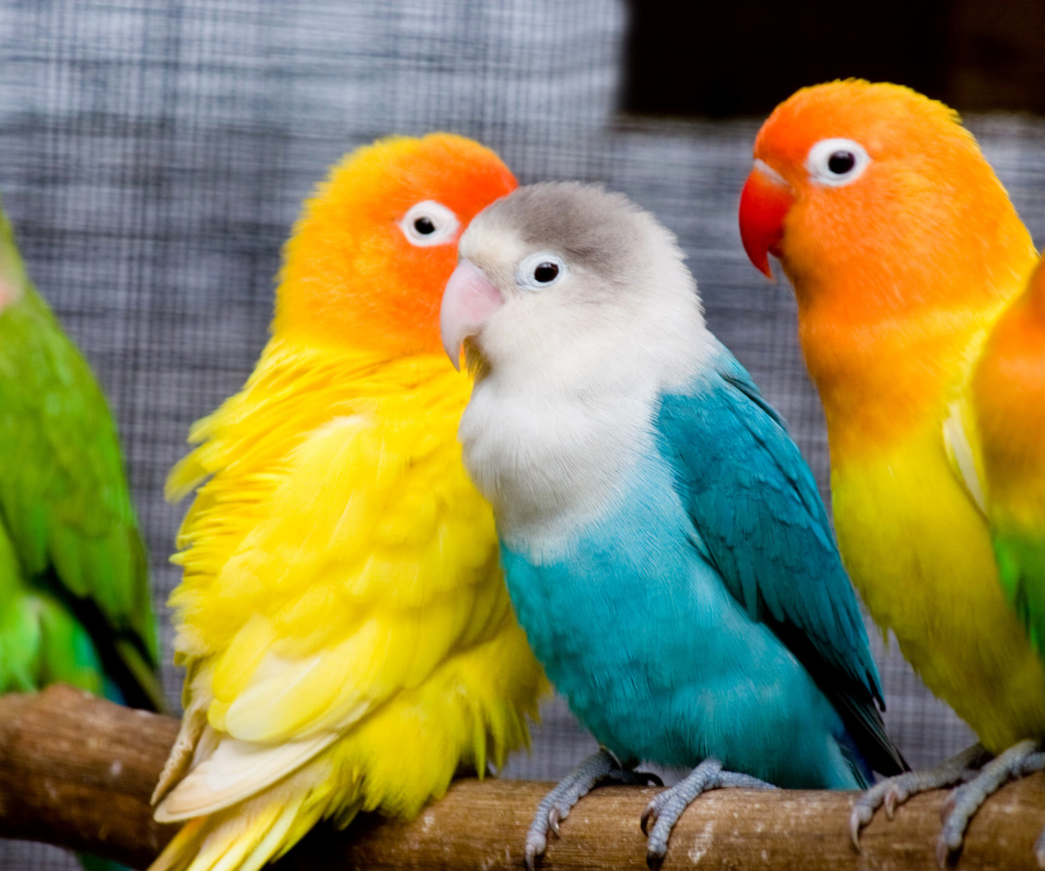 Fondo de pantalla Colorful Parrots 960x800