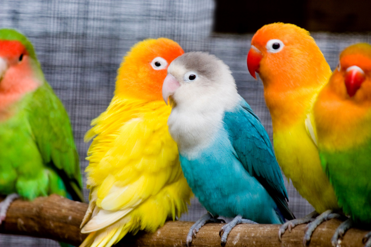 Обои Colorful Parrots