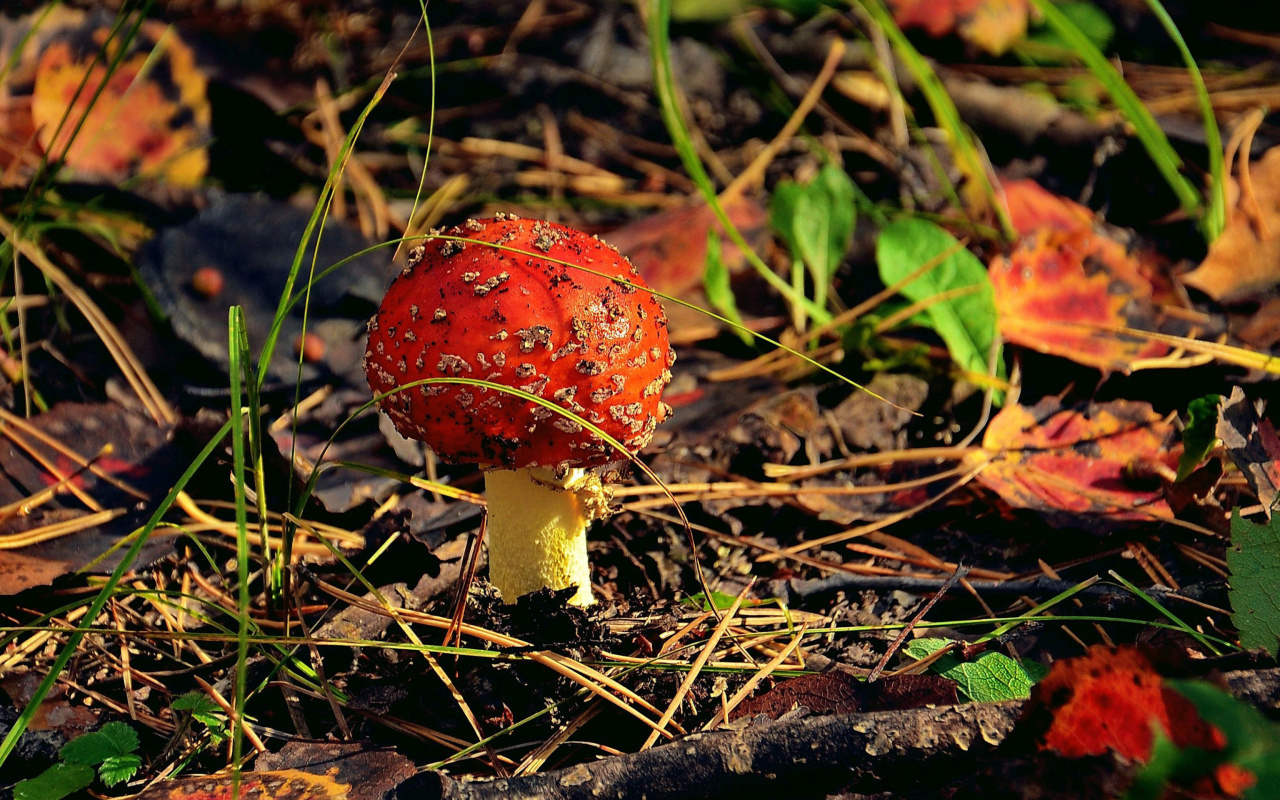 Das Red Mushroom Wallpaper 1280x800