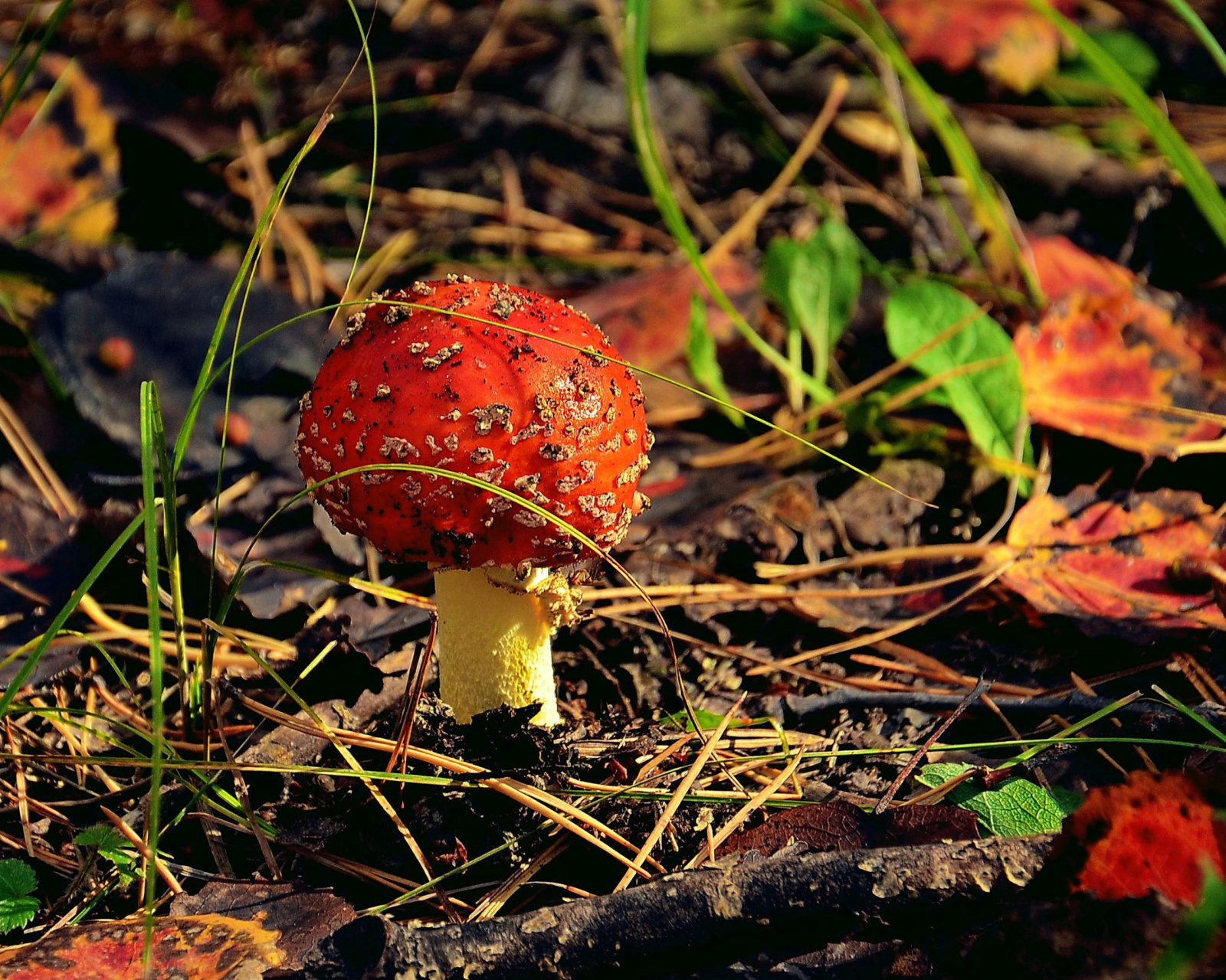 Das Red Mushroom Wallpaper 1600x1280