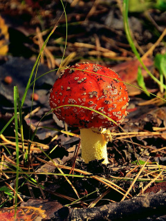 Обои Red Mushroom 240x320