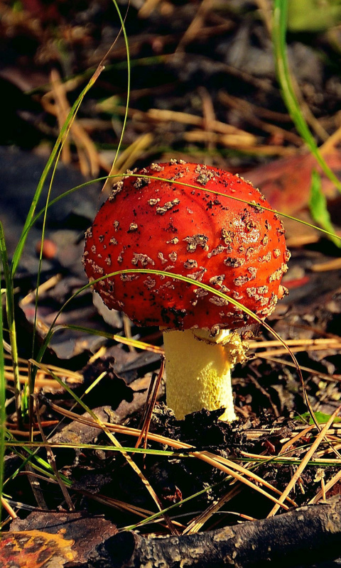 Обои Red Mushroom 480x800