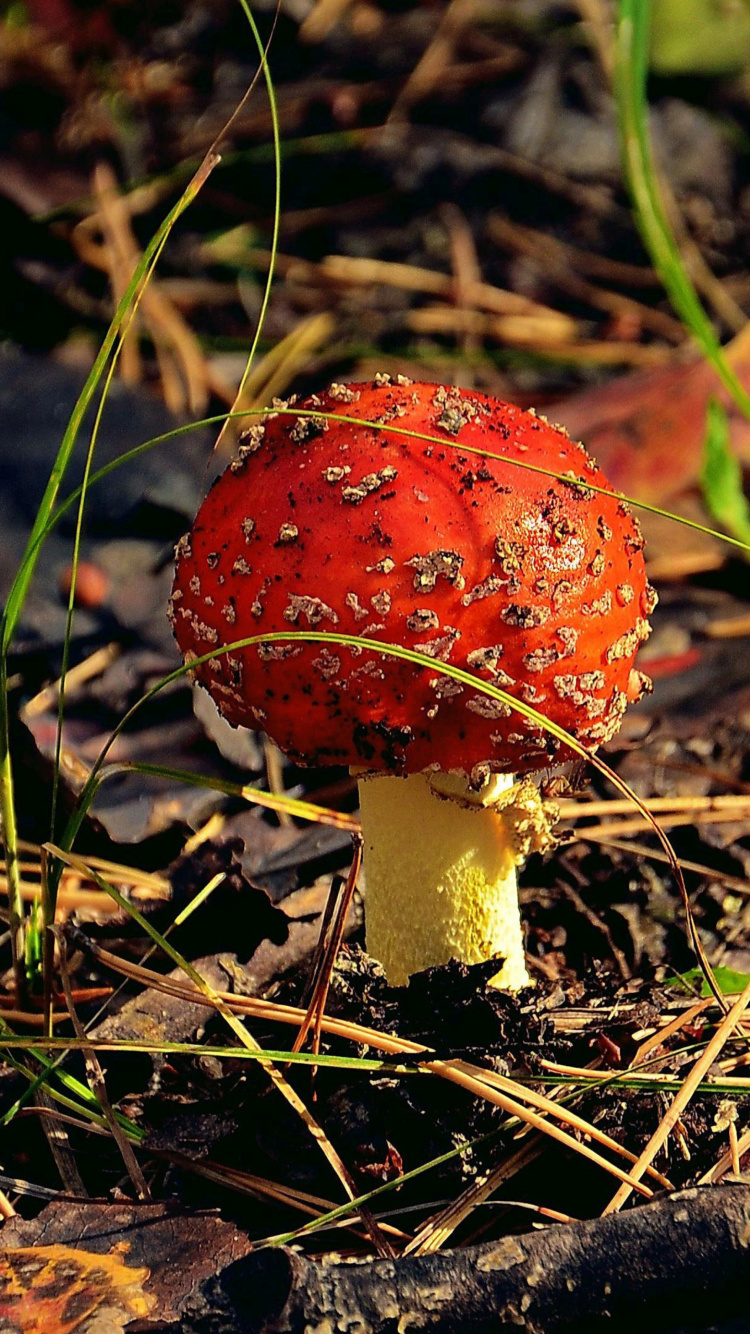 Sfondi Red Mushroom 750x1334