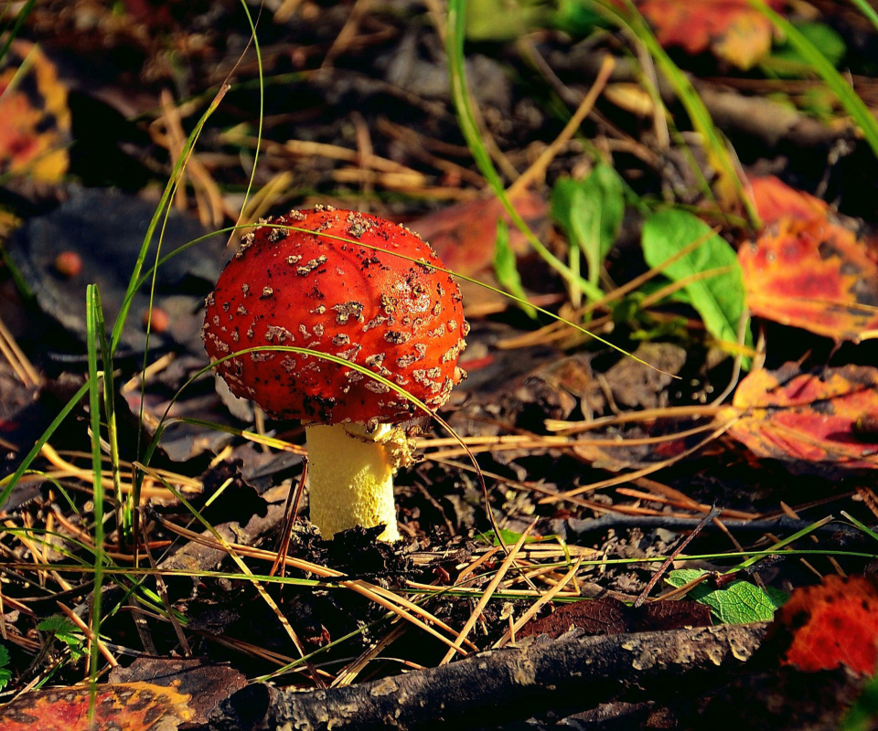Fondo de pantalla Red Mushroom 960x800