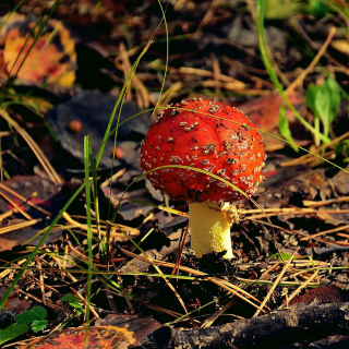 Red Mushroom Background for iPad mini 2