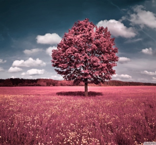 Pink Field - Obrázkek zdarma pro iPad