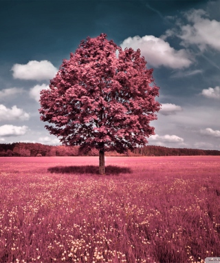 Pink Field - Obrázkek zdarma pro 640x960