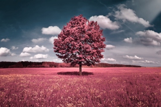 Pink Field - Obrázkek zdarma pro 960x854