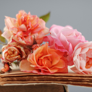 Kostenloses Beautiful Roses Wallpaper für iPad