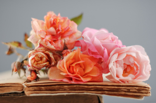 Beautiful Roses - Obrázkek zdarma pro Samsung Galaxy Note 3