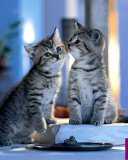 Whiskas Kittens wallpaper 128x160