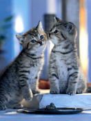 Das Whiskas Kittens Wallpaper 132x176