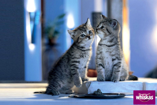 Whiskas Kittens - Obrázkek zdarma pro Samsung Galaxy Note 4