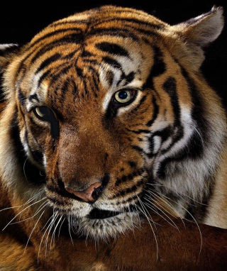 Tiger - Obrázkek zdarma pro 640x1136