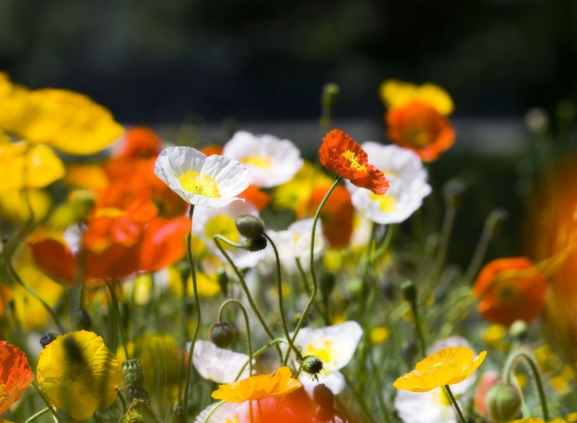 Screenshot №1 pro téma White Poppy Flowers 1920x1408