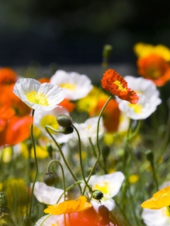 Screenshot №1 pro téma White Poppy Flowers 240x320