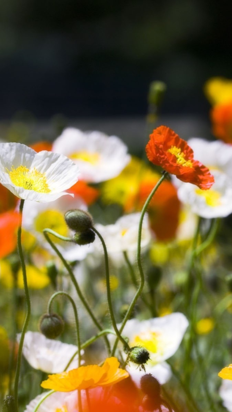 Screenshot №1 pro téma White Poppy Flowers 750x1334