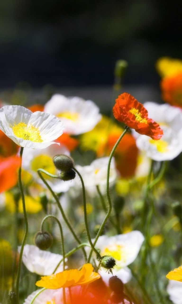 Screenshot №1 pro téma White Poppy Flowers 768x1280