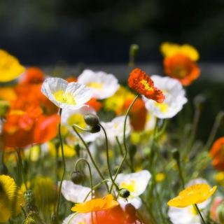 White Poppy Flowers sfondi gratuiti per iPad