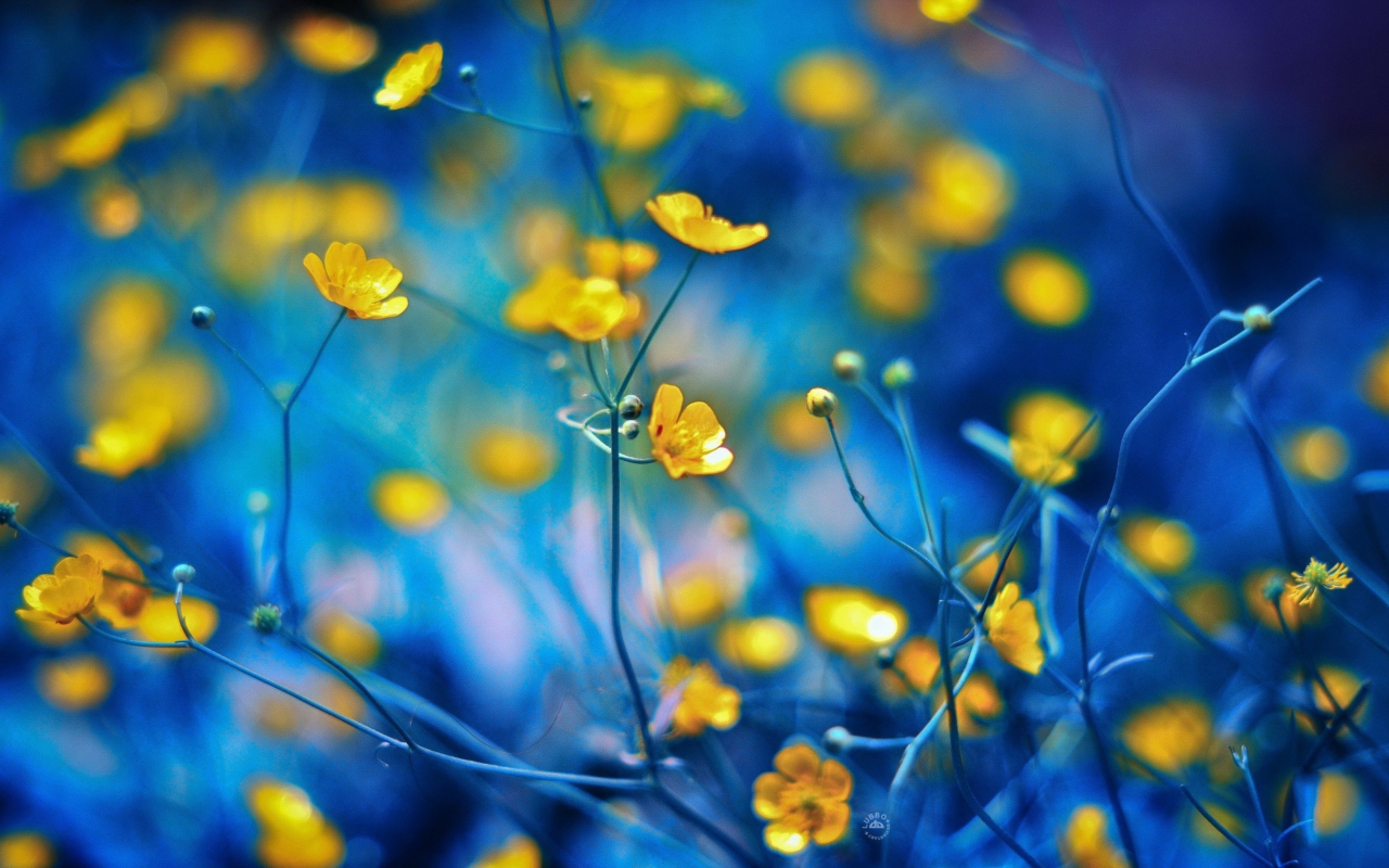 Screenshot №1 pro téma Spring Yellow Flowers Blue Bokeh 1280x800