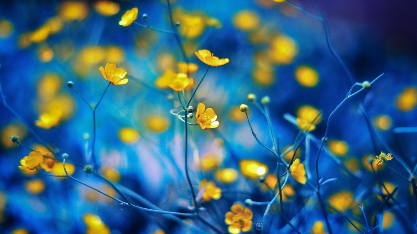 Fondo de pantalla Spring Yellow Flowers Blue Bokeh 1366x768